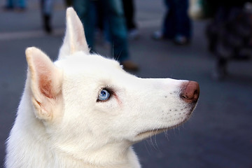 Image showing Blue eyed white Husky