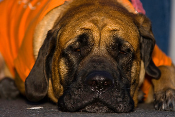 Image showing English Mastiff