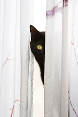 Image showing Peeking cat