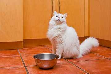 Image showing Cat waiting for food
