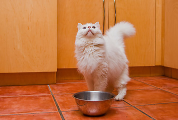 Image showing White cat waiting for food