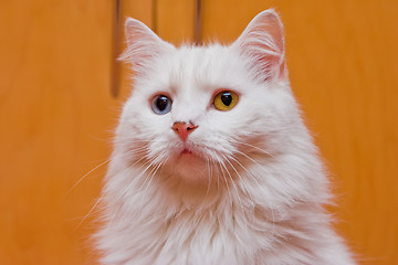 Image showing Bi-colored eye white cat