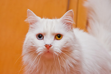 Image showing Bi-colored eye white cat