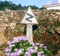 Image showing Bloomy Danger