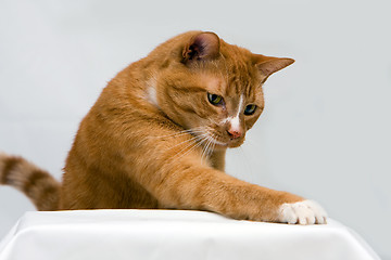 Image showing Curious cat