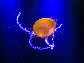 Image showing Jellyfish