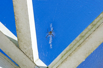 Image showing Black and Yellow Argiope Spider