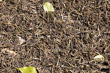 Image showing drying stems from clove spice for oil