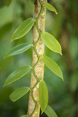 Image showing Closeup of The Vanilla plant, madagascar