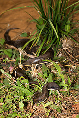 Image showing madagascar tree boa, Sanzinia madagascariensis