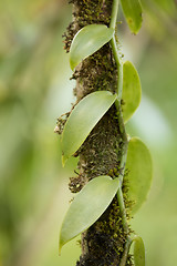 Image showing Closeup of The Vanilla plant, madagascar