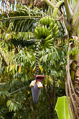 Image showing flower of the banana tree