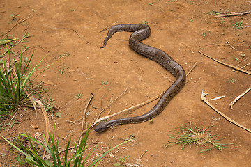 Image showing madagascar tree boa, Sanzinia madagascariensis