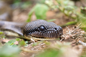 Image showing madagascar tree boa, Sanzinia madagascariensis