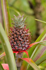Image showing Pineapple tropical fruit in garden, madagascar