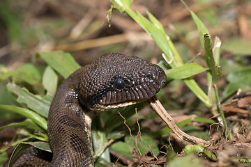 Image showing madagascar tree boa, Sanzinia madagascariensis