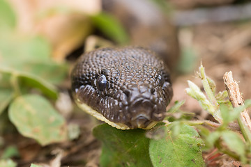 Image showing madagascar tree boa, Sanzinia madagascariensis