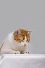 Image showing Curious cat