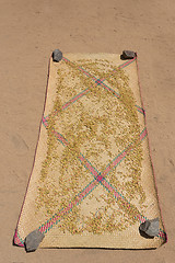 Image showing drying flower buds from clove spice