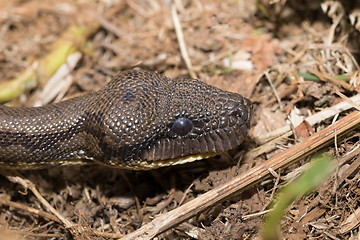 Image showing madagascar tree boa, Sanzinia madagascariensis