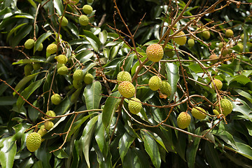 Image showing Unripe exotic fruit Lychee, madagascar