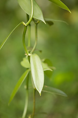 Image showing Closeup of The Vanilla plant, madagascar