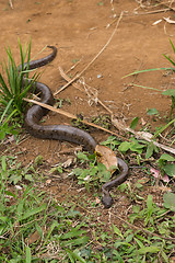 Image showing madagascar tree boa, Sanzinia madagascariensis