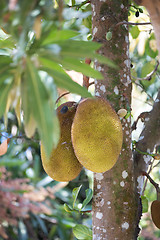 Image showing Jackfruit (Artocarpus heterophyllus) Madagascar