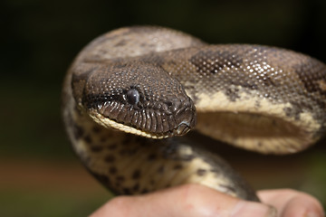 Image showing madagascar tree boa, Sanzinia madagascariensis