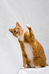 Image showing Cute cat with paw up