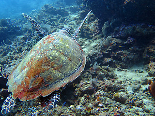 Image showing Hawksbill sea turtle current on coral reef island, Bali