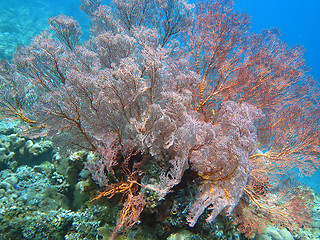 Image showing Thriving coral reef alive with marine life and shoals of fish, Bali