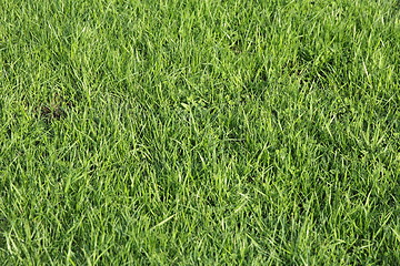 Image showing Lush green grass on the soccer field
