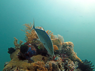 Image showing Thriving coral reef alive with marine life and fish, Bali