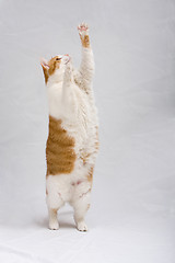 Image showing Standing cat