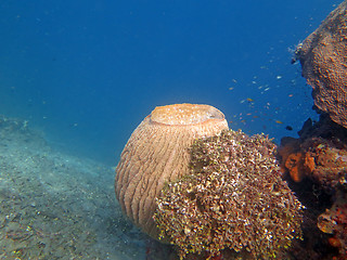 Image showing Thriving coral reef alive with marine life and shoals of fish, Bali