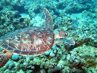 Image showing Hawksbill sea turtle current on coral reef island, Bali