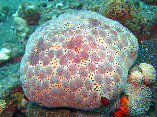 Image showing Thriving coral reef alive with marine life and shoals of fish, Bali