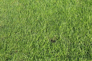 Image showing Lush green grass on the soccer field