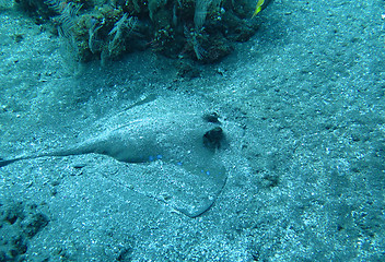 Image showing Blue spotted ray swimming amongst coral reef on the ocean floor, Bali