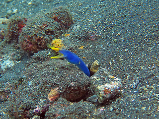 Image showing Thriving coral reef alive with marine life and fish, Bali