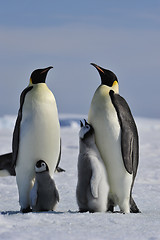 Image showing Emperor Penguin with chick