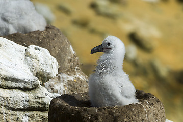 Image showing Black browed albatross chick Saunders Island