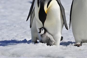 Image showing Emperor Penguin with chick