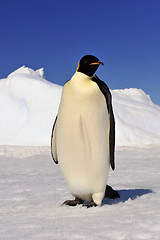 Image showing Emperor Penguin on the snow