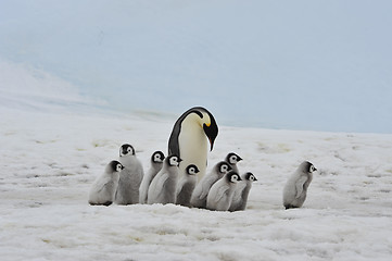 Image showing Emperor Penguins with chicks