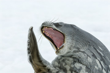 Image showing Adult Weddell seal lying on the ice