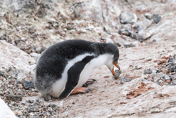 Image showing Gentoo Penguin chick