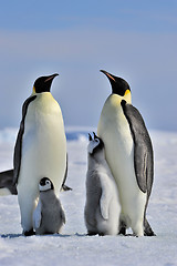 Image showing Emperor Penguin with chick