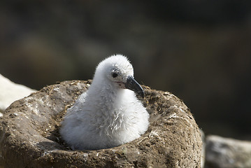 Image showing Black browed albatross chick Saunders Island